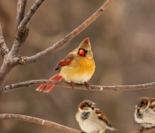Cardinal005 DeNoiseAI